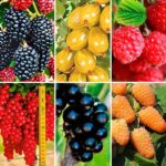 Суперпредложение! Комплект Ягодное ассорти из 6 саженцев