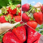 Суперпредложение! Комплект земляник из 3-х сортов Большой урожай