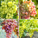 Комплект Виноградная элита из 4 саженцев