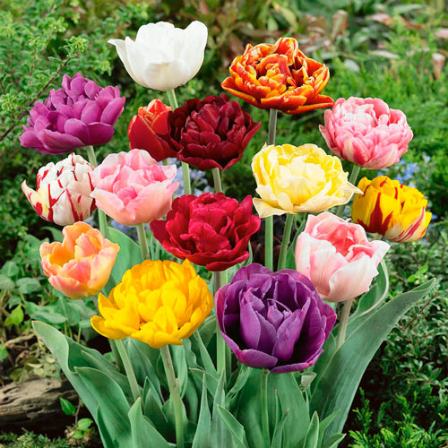 tulipa-double-mixed2 Тюльпаны махровые, смесь окрасок — изображение 1