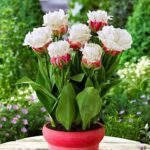 Тюльпан Айс Крим — изображение 3