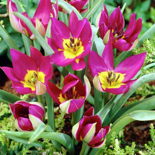 tulpan-botanicheskiy-persian-perl_1 Тюльпан ботанический Персиан Перл — изображение 1