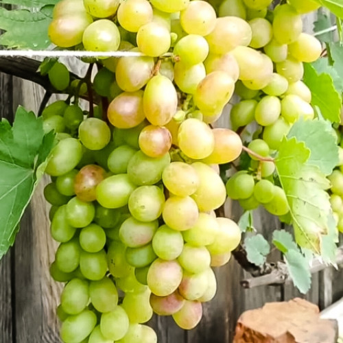 vinograd-avgustin_1 Виноград Августин — изображение 1