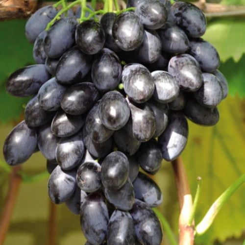 vinograd-blek-grand_1 Виноград Блэк Гранд — изображение 1