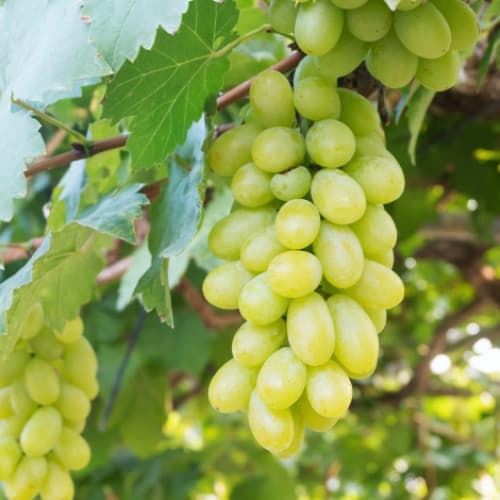 vinograd-bolshoy-billi_1 Виноград Большой Билли — изображение 1