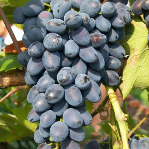 vinograd-furshetnyy_1 Виноград Фуршетный — изображение 1