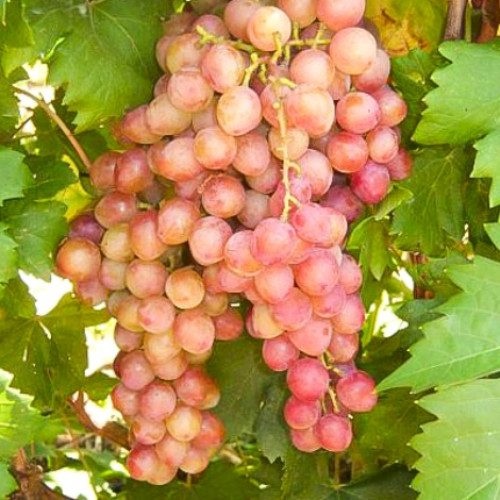vinograd-gurman-lakomka_1 Виноград Гурман лакомка — изображение 1