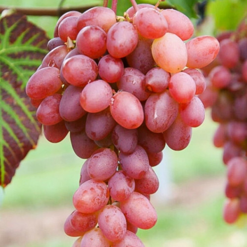 vinograd-gurman-ranniy_1 Виноград Гурман ранний — изображение 1