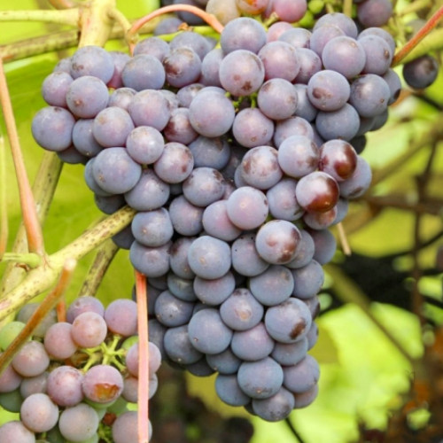 vinograd-izabella_1 Виноград Изабелла — изображение 1