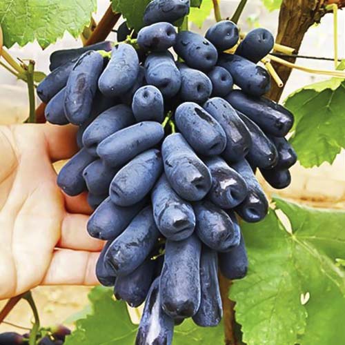 vinograd-kishmish-avatar-slezy-luny_1 Виноград кишмиш Прайм Сидлис — изображение 1