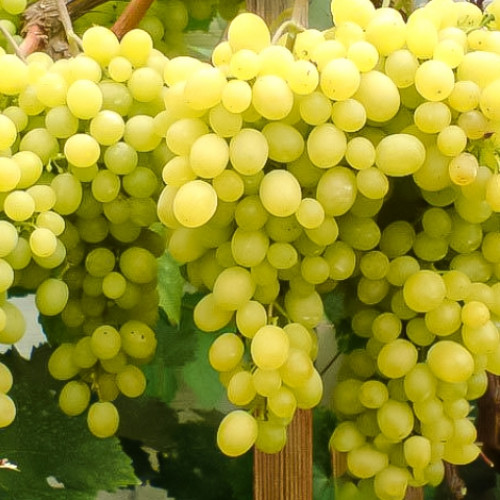 vinograd-kishmish-beloe-plamya_1 Виноград кишмиш Белое пламя — изображение 1