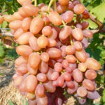 Виноград кишмиш Находка