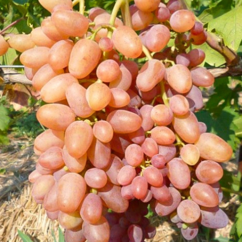 vinograd-kishmish-nahodka_1 Виноград кишмиш Находка — изображение 1