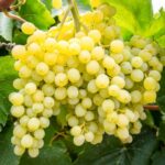 Виноград кишмиш Сверхранний