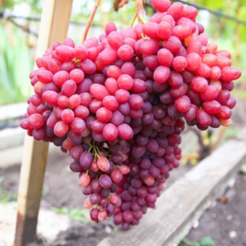 vinograd-kishmish-veles_1 Виноград кишмиш Велес — изображение 1