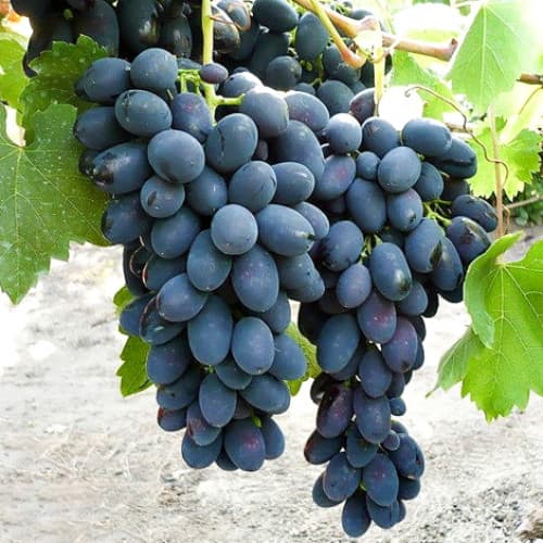 vinograd-kodryanka_1 Виноград Кодрянка — изображение 1
