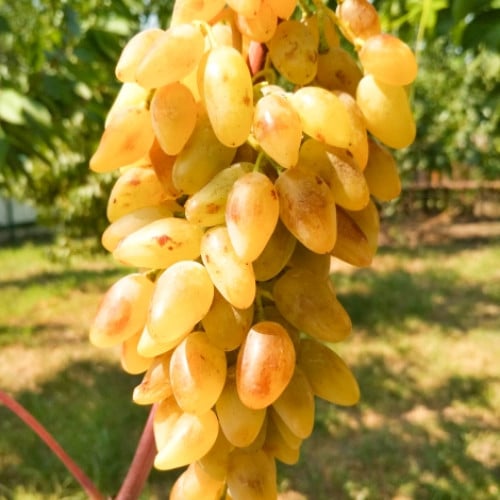 vinograd-ledi-patriciya_1 Виноград Леди Патриция — изображение 1