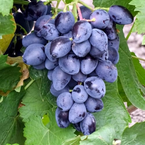 vinograd-legenda_1 Виноград Легенда — изображение 1