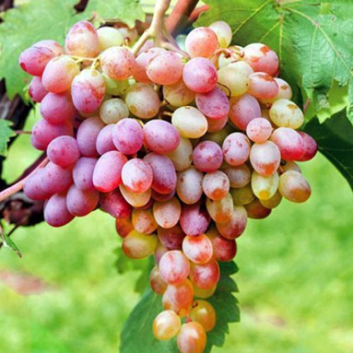 vinograd-liviya_1 Виноград Ливия — изображение 1