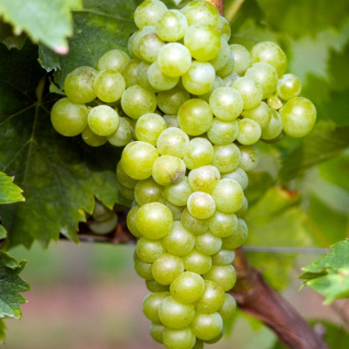 vinograd-muskat-belyy_1 Виноград Мускат белый — изображение 1