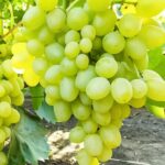 Виноград Супер экстра