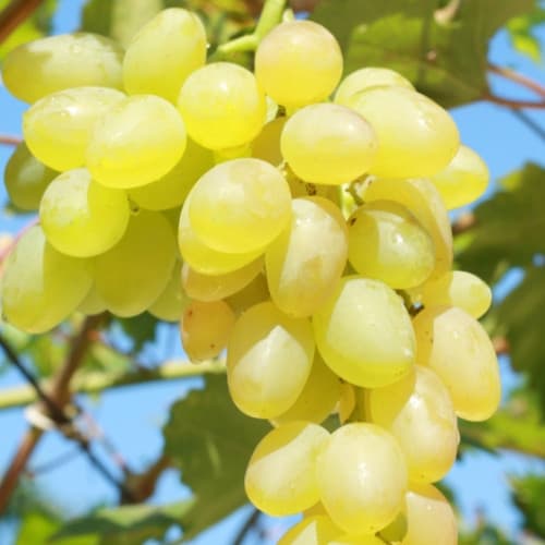 vinograd-verona_1