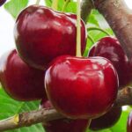 Вишня Крупная десертная — изображение 2