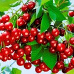 Вишня Уральская рубиновая