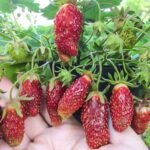 Земклуника Цукат Мускатный — изображение 2