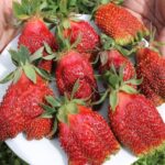 Земклуника Купчиха — изображение 2