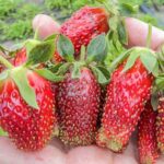 Земклуника Мускатная Бирюлевская
