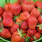 Земляника (крупноплодная) Большая Медведица
