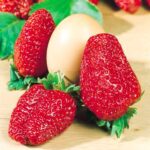 Земляника (крупноплодная) Геркулес