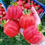 Земляника (крупноплодная) Гигант Джорнея