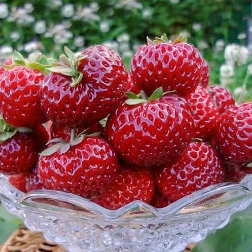 zemlyanika-krupnoplodnaya-mize-shindler_1 Земляника (крупноплодная) Мице Шиндлер — изображение 1